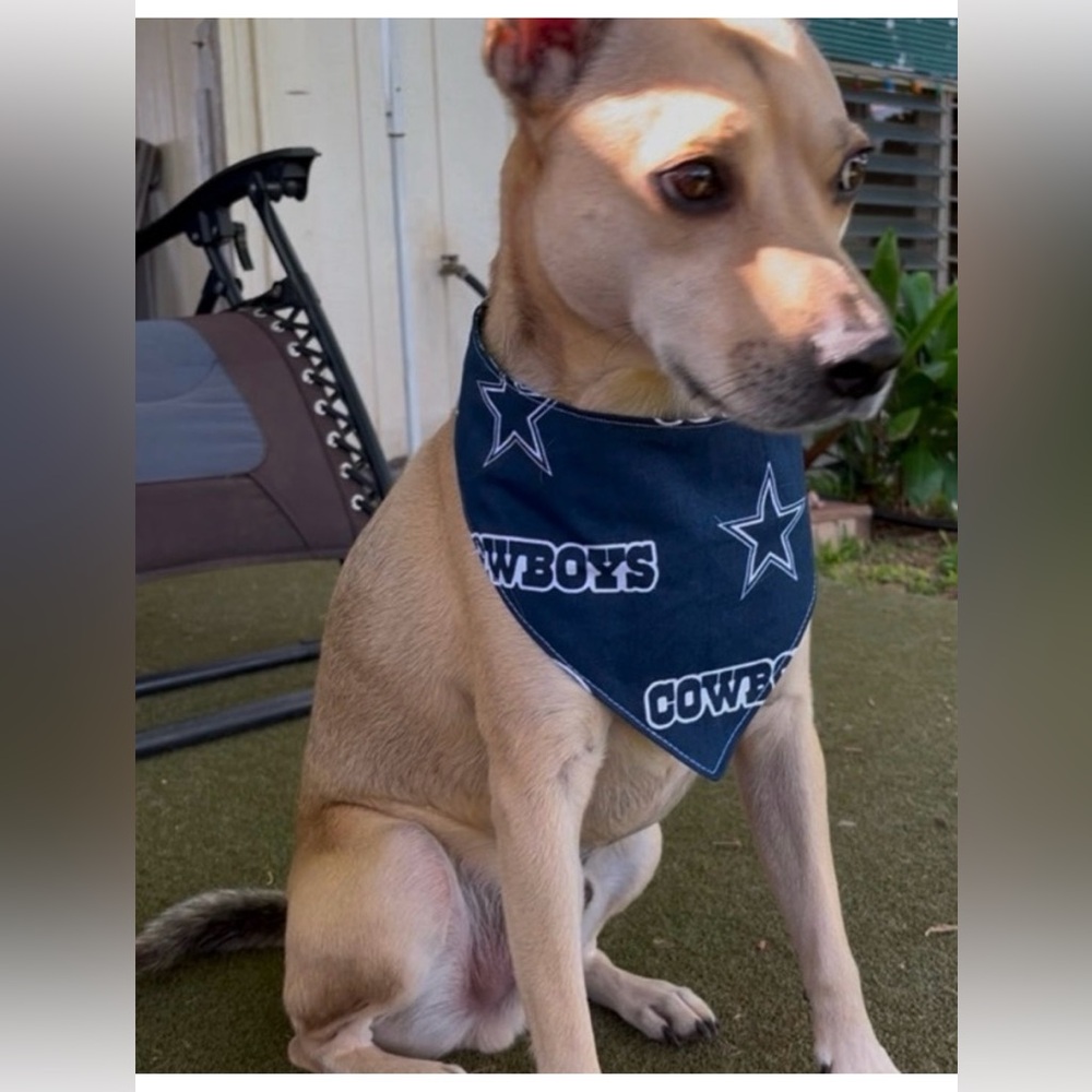 Houston Texans Dog Bandana-Size S - Picture 6 of 6